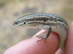 Morethia adelaidensis