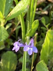 Lobelia feayana