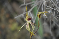 Caladenia ensata