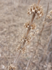Leonurus quinquelobatus