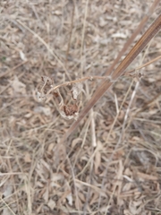 Leonurus quinquelobatus