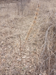 Leonurus quinquelobatus