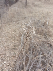 Chamaenerion angustifolium