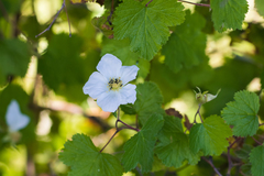 Rubus neomexicanus
