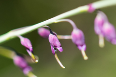 Pennellia longifolia