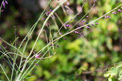 Pennellia longifolia