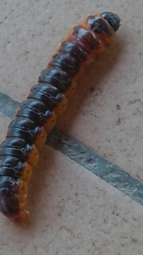 Cossus cossus