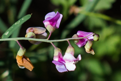Lathyrus graminifolius
