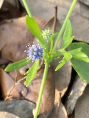 Eryngium baldwinii image