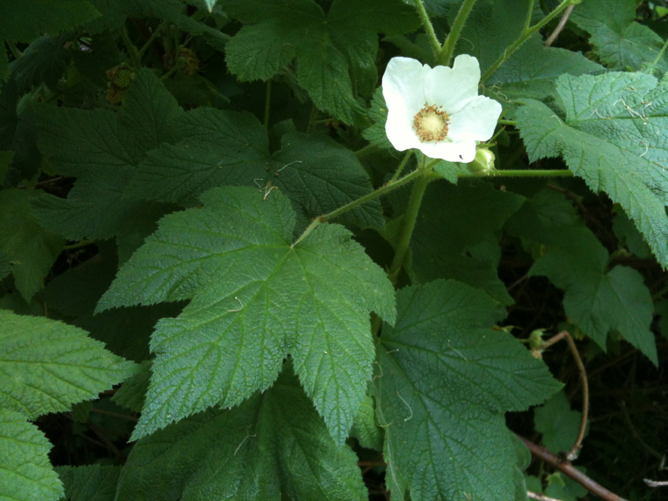 Thimbleberry (Plants of Roxborough State Park) · iNaturalist
