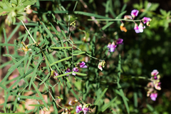 Lathyrus graminifolius