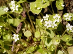 Claytonia perfoliata
