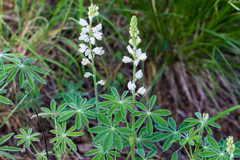 Lupinus argenteus palmeri