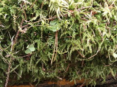 Sciuro-hypnum curtum