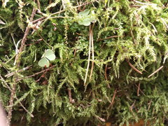 Sciuro-hypnum curtum