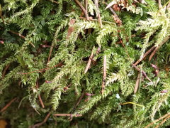 Sciuro-hypnum curtum