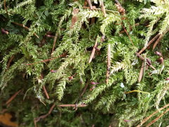 Sciuro-hypnum curtum