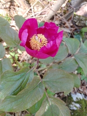 Paeonia caucasica