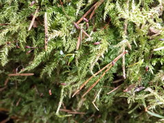 Sciuro-hypnum curtum