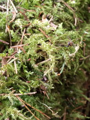 Sciuro-hypnum curtum