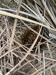 Tachyglossus aculeatus multiaculeatus