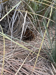 Tachyglossus aculeatus multiaculeatus