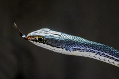 Masticophis bilineatus