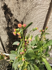 Crassocephalum crepidioides