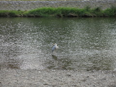 Ardea cinerea