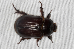 Orizabus ligyroides