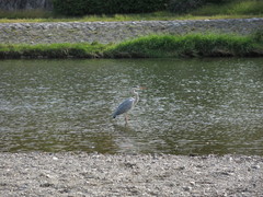 Ardea cinerea