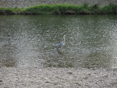 Ardea cinerea