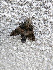 Lepidoptera