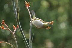 Zosterops lateralis chloronotus