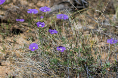 Ipomoea ternifolia