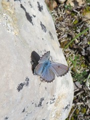 Pseudophilotes panoptes