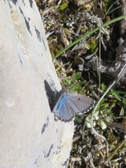 Pseudophilotes panoptes