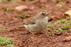 Crithagra tristriata