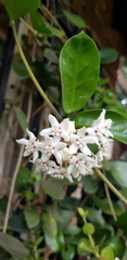 Hoya australis