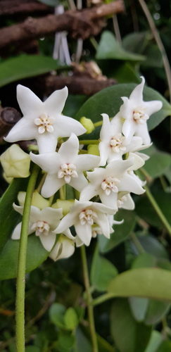 Hoya