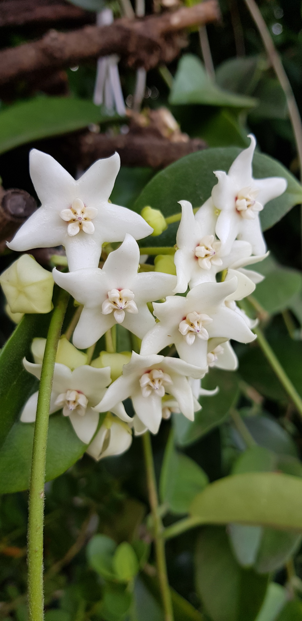 Flor de cera
