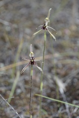 Caladenia barbarossa