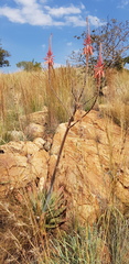 Aloe pretoriensis