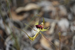 Caladenia lobata