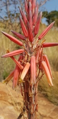 Aloe pretoriensis