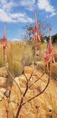 Aloe pretoriensis