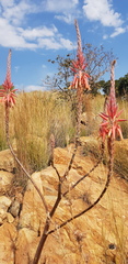 Aloe pretoriensis