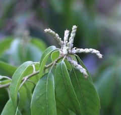 Lithocarpus konishii