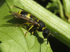 Ancistrocerus longispinosus