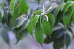 Lithocarpus konishii